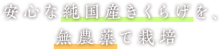 安心な純国産きくらげを、無農薬で栽培